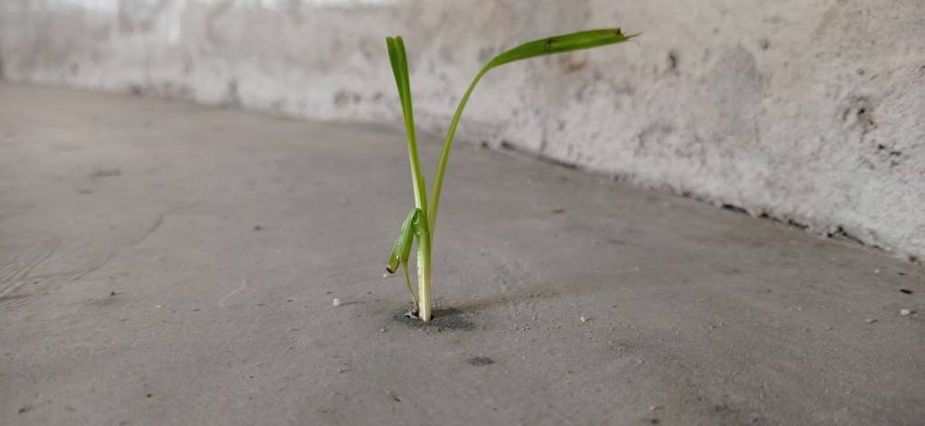 ESCOLA DO NÃO&nbsp;ESPETÁCULO