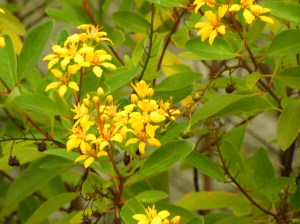 flor do terreiro - anselmo