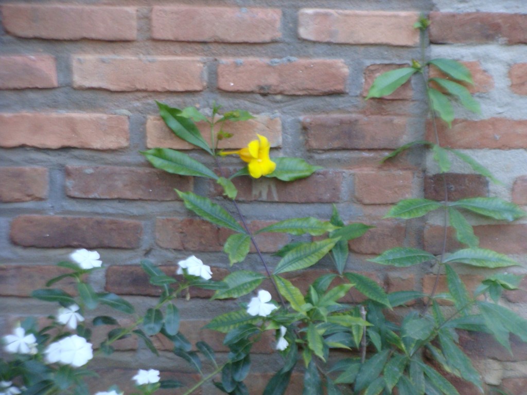 Gabriel Garcia Marquez