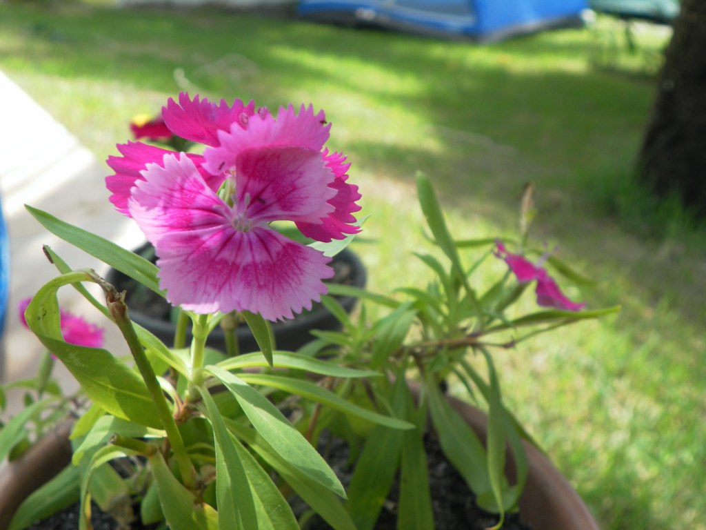 Mahmud Darwish e seu tempo de&nbsp;menino